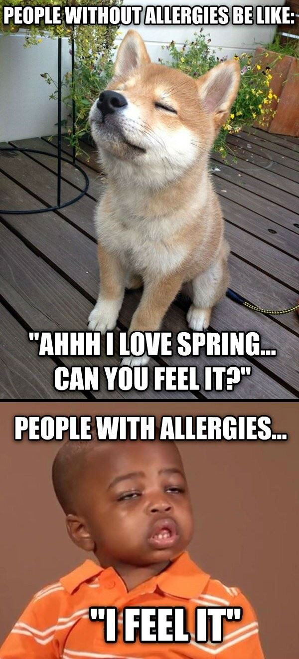Funny Allergy Quotes
 Funny Allergy Quotes QuotesGram