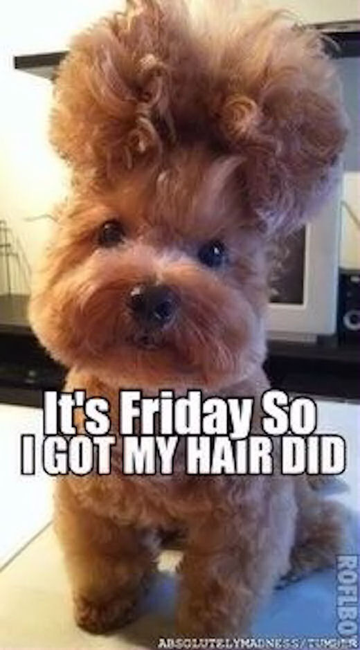 Funny Friday Quotes
 Its Friday So I Got My Hair Did s and