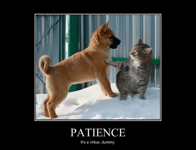 Funny Patience Quotes
 Patience Is A Virtue Quotes QuotesGram