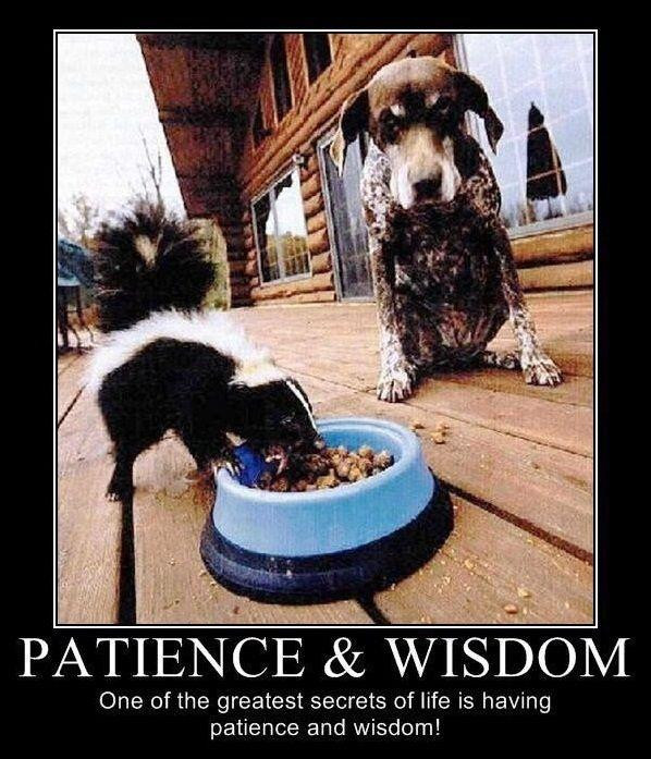 Funny Patience Quotes
 Patience and wisdom e of the greatest secrets of life