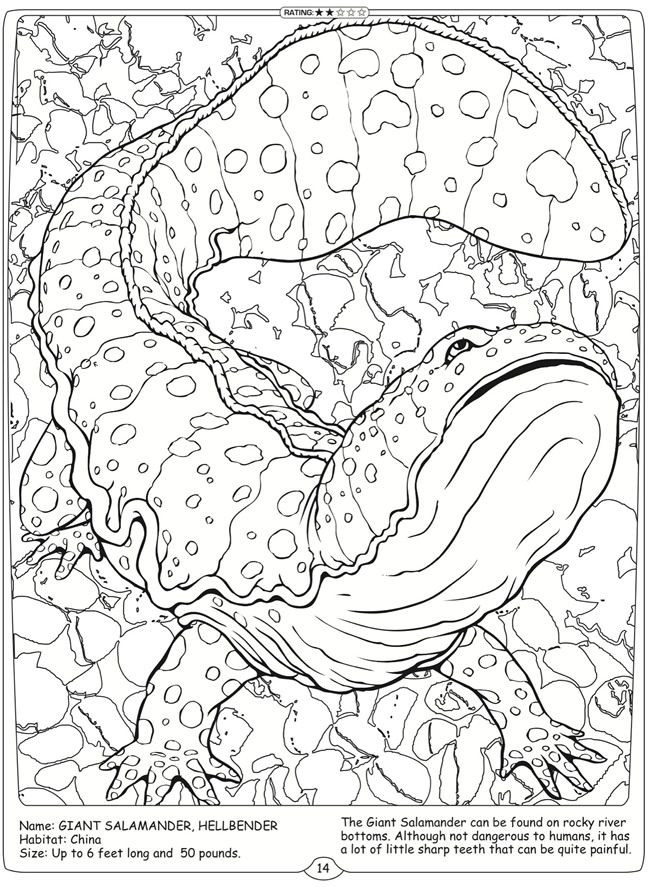 Giant Coloring Books For Adults
 1000 images about What color is your salamander on