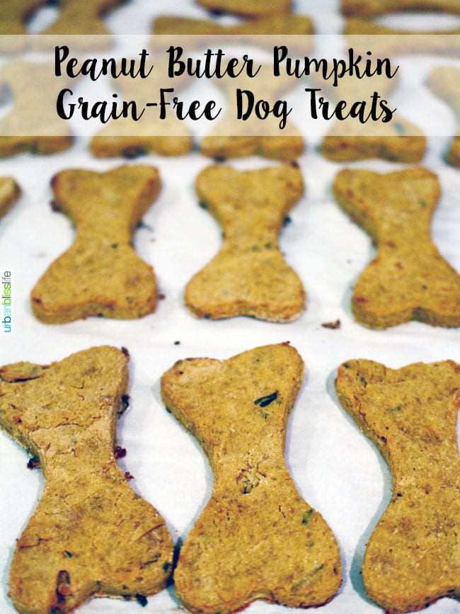 Grain Free Pumpkin Dog Treat Recipes
 Dog Bliss Peanut Butter Pumpkin Grain Free Dog Treats