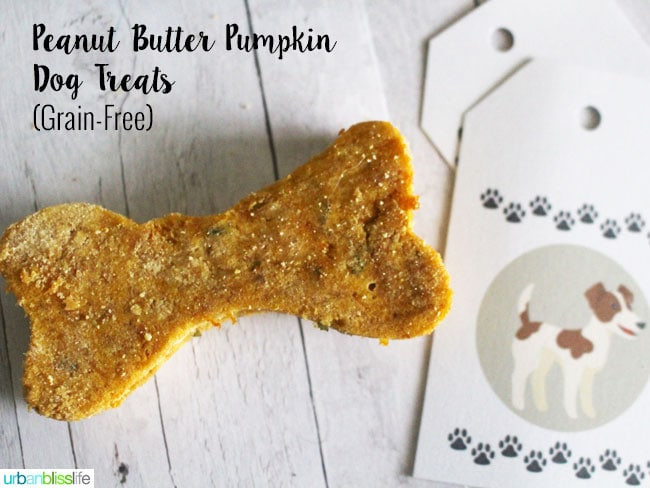 Grain Free Pumpkin Dog Treat Recipes
 Easy homemade peanut butter pumpkin grain free dog treats