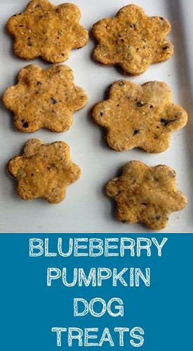 Grain Free Pumpkin Dog Treat Recipes
 Blueberry Pumpkin Dog Treats