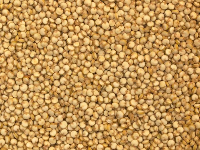 Grains Like Quinoa
 Keen what Quinoa Things to consider for quinoa production