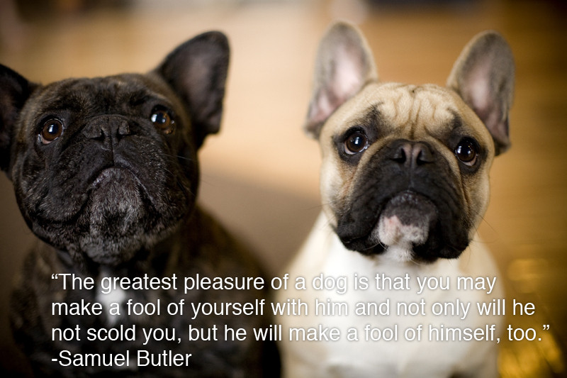 Inspirational Animal Quotes
 25 Inspiring Quotes For People Who Love Animals