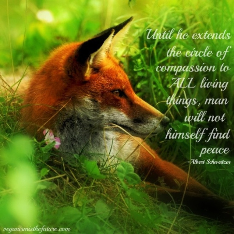 Inspirational Animal Quotes
 10 Inspiring Quotes about Animals e Green Planet