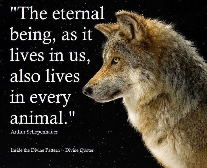 Inspirational Animal Quotes
 Inspirational Quotes About Wolf QuotesGram