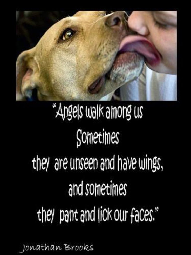 Inspirational Animal Quotes
 80 best ssrdogs images on Pinterest