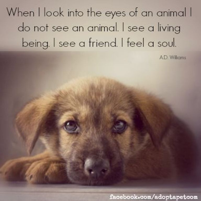 Inspirational Animal Quotes
 10 Inspiring Quotes about Animals e Green Planet