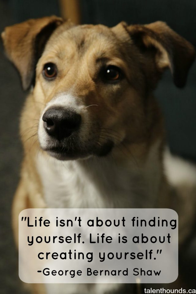 Inspirational Animal Quotes
 The Most Inspirational Quotes the Year