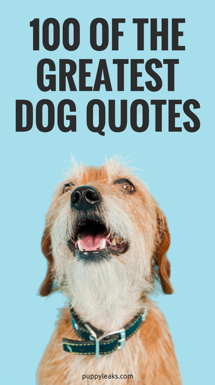 Inspirational Animal Quotes
 100 of the Best Dog Inspired Quotes Puppy Leaks