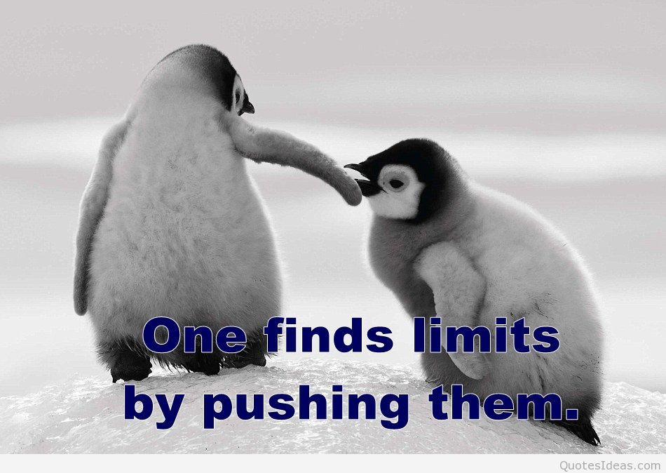 Inspirational Animal Quotes
 Inspirational Quotes About Animals QuotesGram