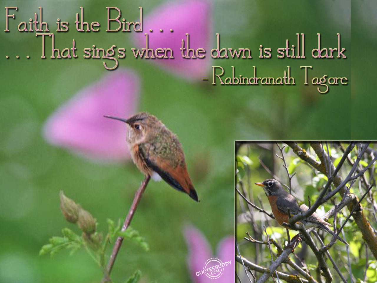 Inspirational Bird Quotes
 Inspirational Quotes Bird QuotesGram