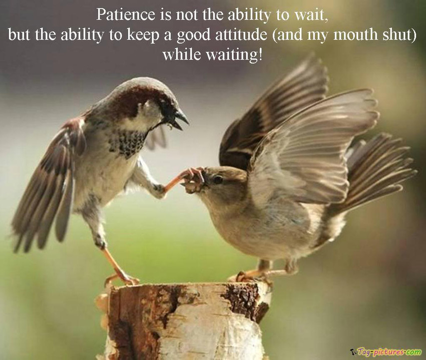 Inspirational Bird Quotes
 Funny Quotes inspirational Quotes