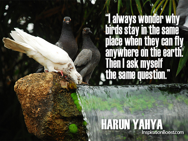Inspirational Bird Quotes
 Bird Quotes About Life QuotesGram
