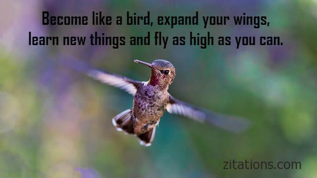 Inspirational Bird Quotes
 Quotes About Birds Inspirational Picture Messages