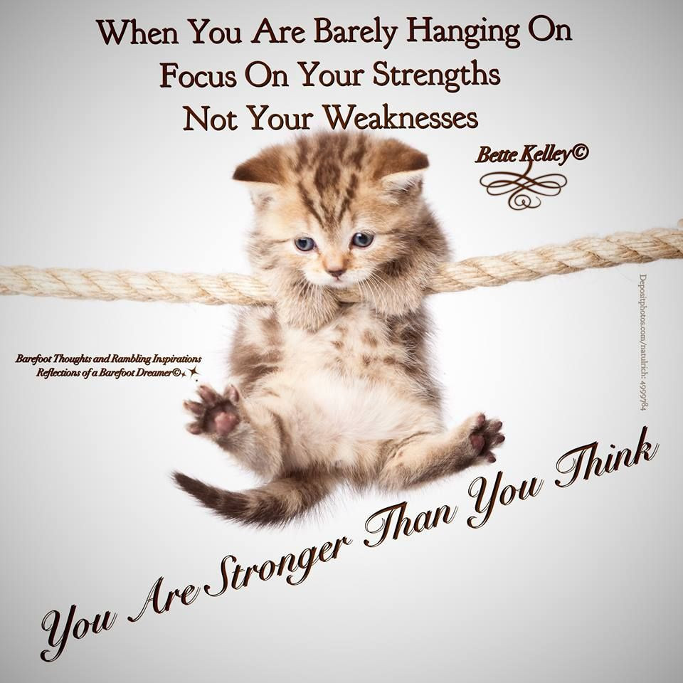 Inspirational Cat Quotes
 Quote TuesdayMotivation