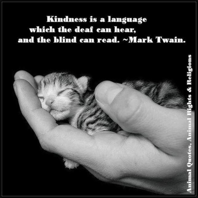 Kindness To Animals Quotes
 Kindness is language which deaf can hear and the blind can