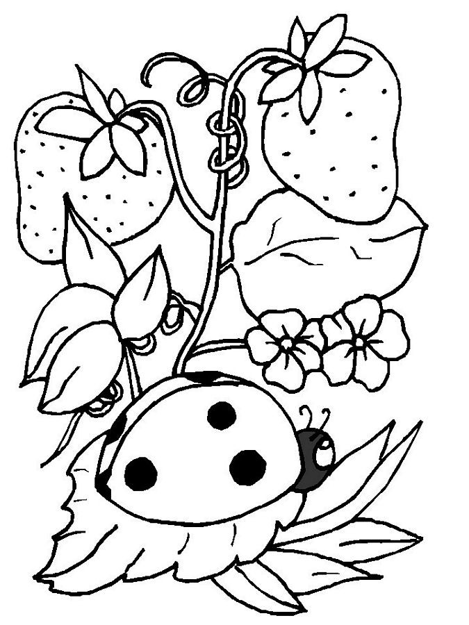Ladybug Printable Coloring Pages
 Free Printable Ladybug Coloring Pages For Kids