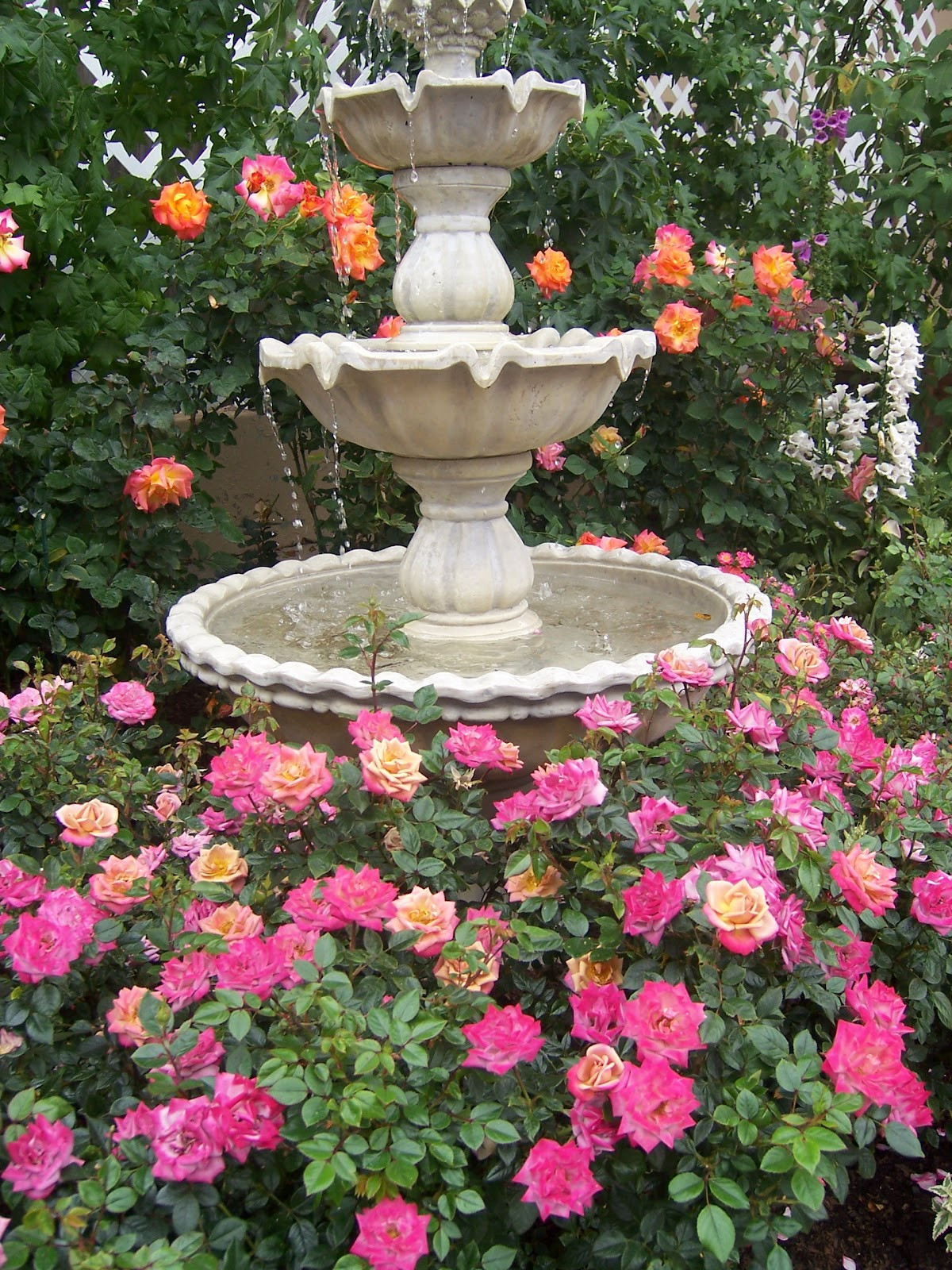 Landscape Around Fountain
 The 2 Minute Gardener Roses around a water fountain