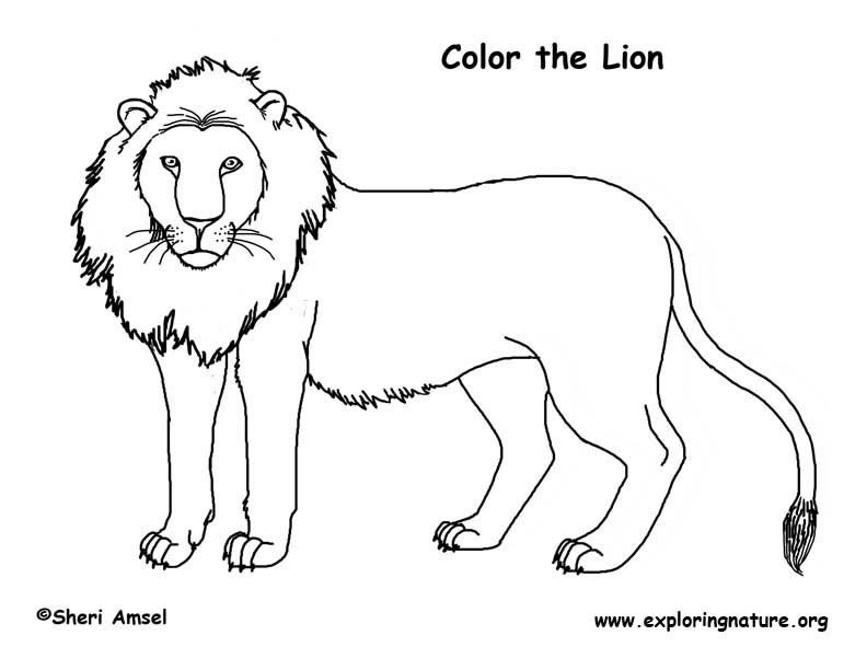 Lion Coloring Pages For Toddlers
 Lion Coloring Page
