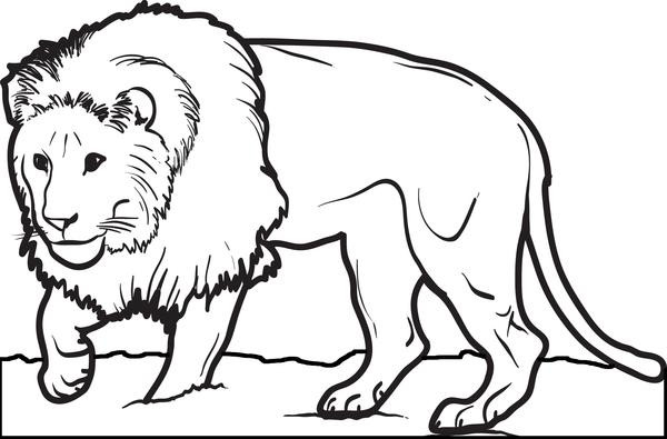 Lion Coloring Pages For Toddlers
 Printable Male Lion Coloring Page for Kids – SupplyMe