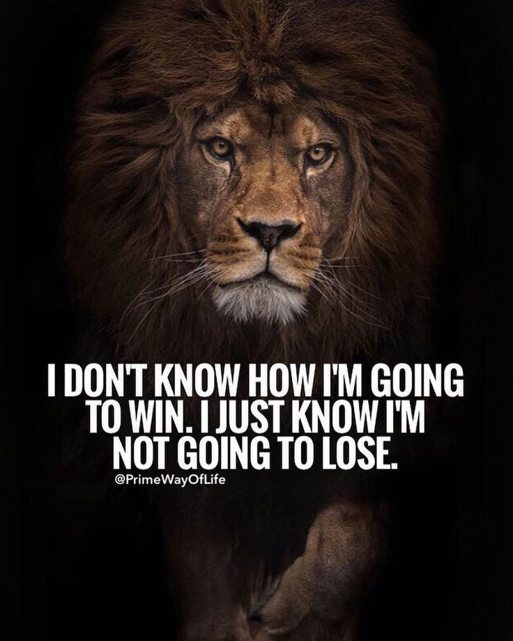 Lion Motivational Quotes
 Best 25 Lion quotes ideas on Pinterest
