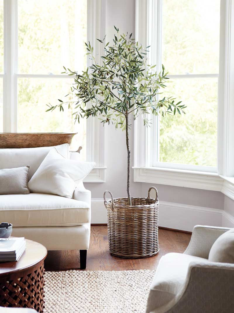 Living Room Tree Decoration
 Plant of the Year Indoor Olive Tree Thou Swell