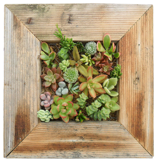 Living Wall Planter Indoor
 Succulent Living Wall Planter Kit Contemporary Indoor