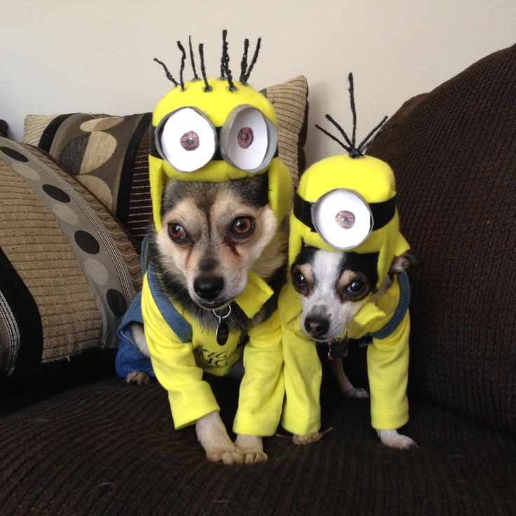 Minion Dog Costume DIY
 24 best Minions Animal Dress Up images on Pinterest