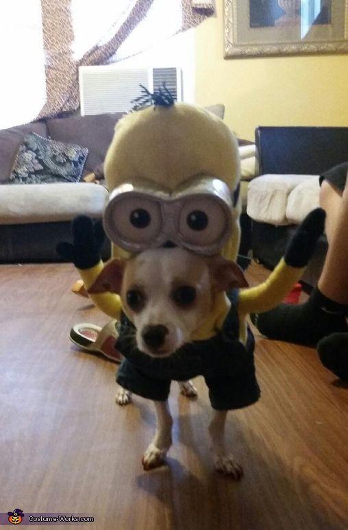 Minion Dog Costume DIY
 Kevin Minion Costume