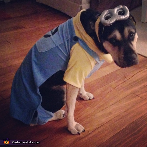 Minion Dog Costume DIY
 Despicable Me Minion Halloween Costume for Dogs