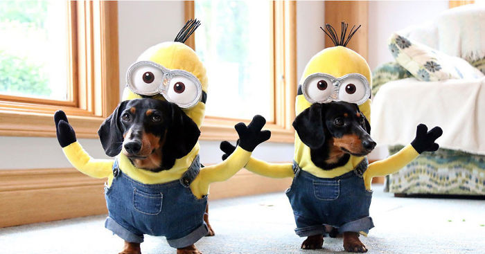 Minion Dog Costume DIY
 Wiener Dog Minions Look Ridiculously Awesome In These DIY