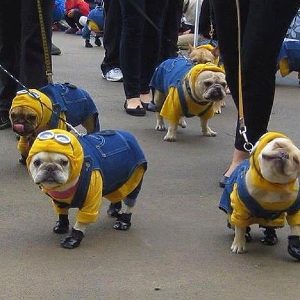 Minion Dog Costume DIY
 Carnaval para mascotas ¡los disfraces más originales y