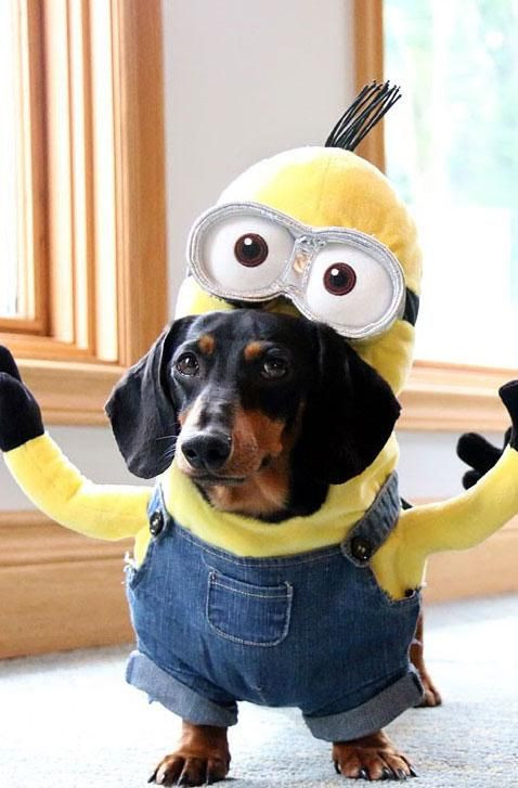 Minion Dog Costume DIY
 Dachshund Minions will fill your day with joy