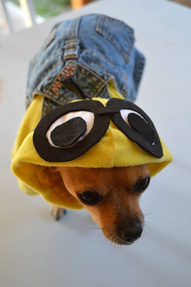 Minion Dog Costume DIY
 Minion dog outfit DIY
