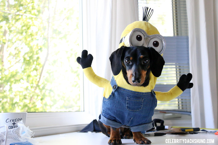 Minion Dog Costume DIY
 How to Make a Minions Costume for Small Dogs Crusoe the