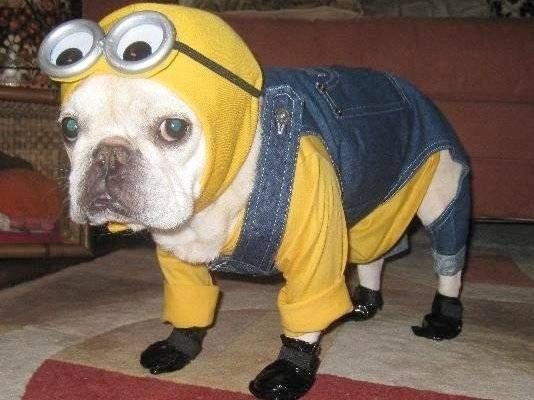 Minion Dog Costume DIY
 top ten diy dog costumes Lemons and Laughs minion dog