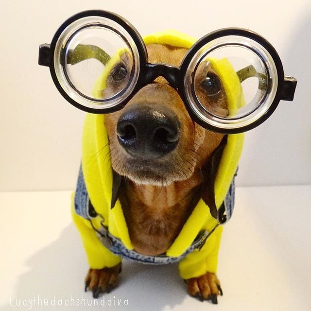 minion halloween costume for dogs