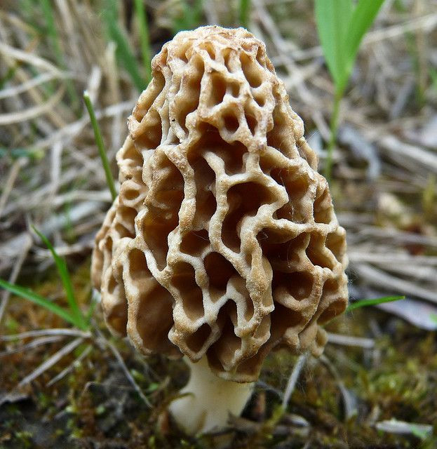 Morel Mushrooms In Wisconsin
 31 best images about morels on Pinterest