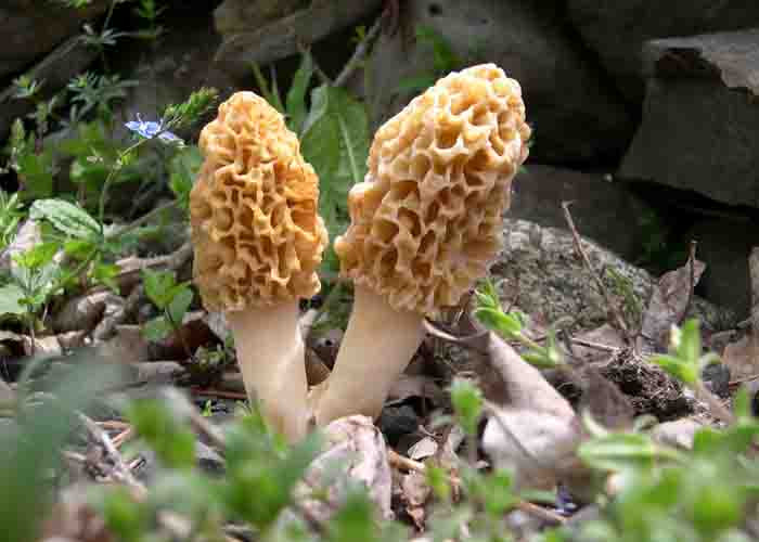 Morel Mushrooms In Wisconsin
 Learn to Identify Morel Mushroom following Some Easy Steps