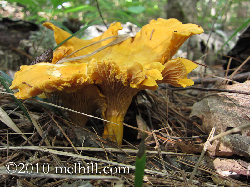 Morel Mushrooms In Wisconsin
 LTHForum foraging photos only wild mushroom in N
