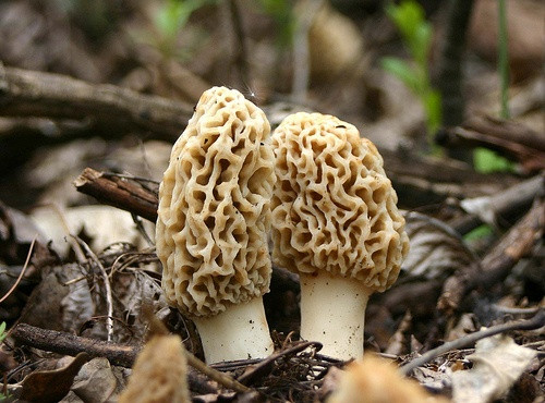 Morel Mushrooms In Wisconsin
 60 best Morel Mushrooms images on Pinterest