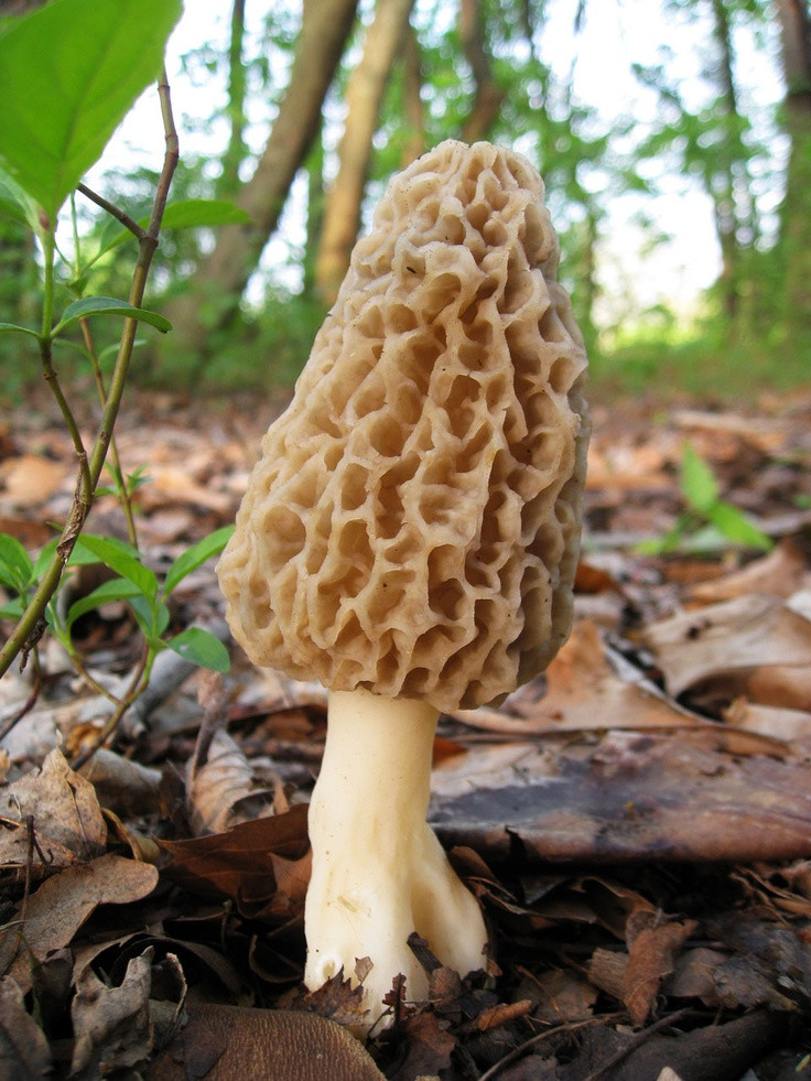 Morel Mushrooms In Wisconsin
 97 best images about Morels on Pinterest