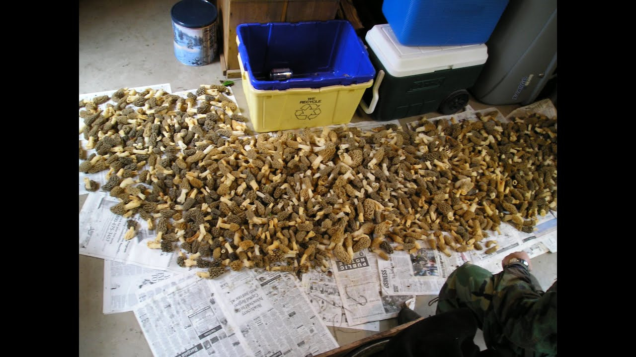 Morel Mushrooms In Wisconsin
 Morel Mushrooms 44 Lbs on a Rainy Day in Wisconsin