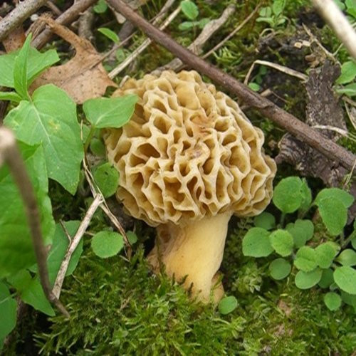 Morel Mushrooms In Wisconsin
 Morel Mushrooms