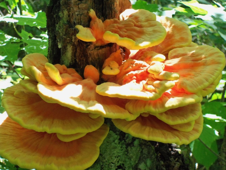 Morel Mushrooms In Wisconsin
 Wisconsin Mushrooms