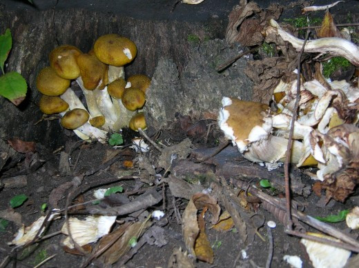 Morel Mushrooms In Wisconsin
 Wisconsin s Edible Wild Mushrooms