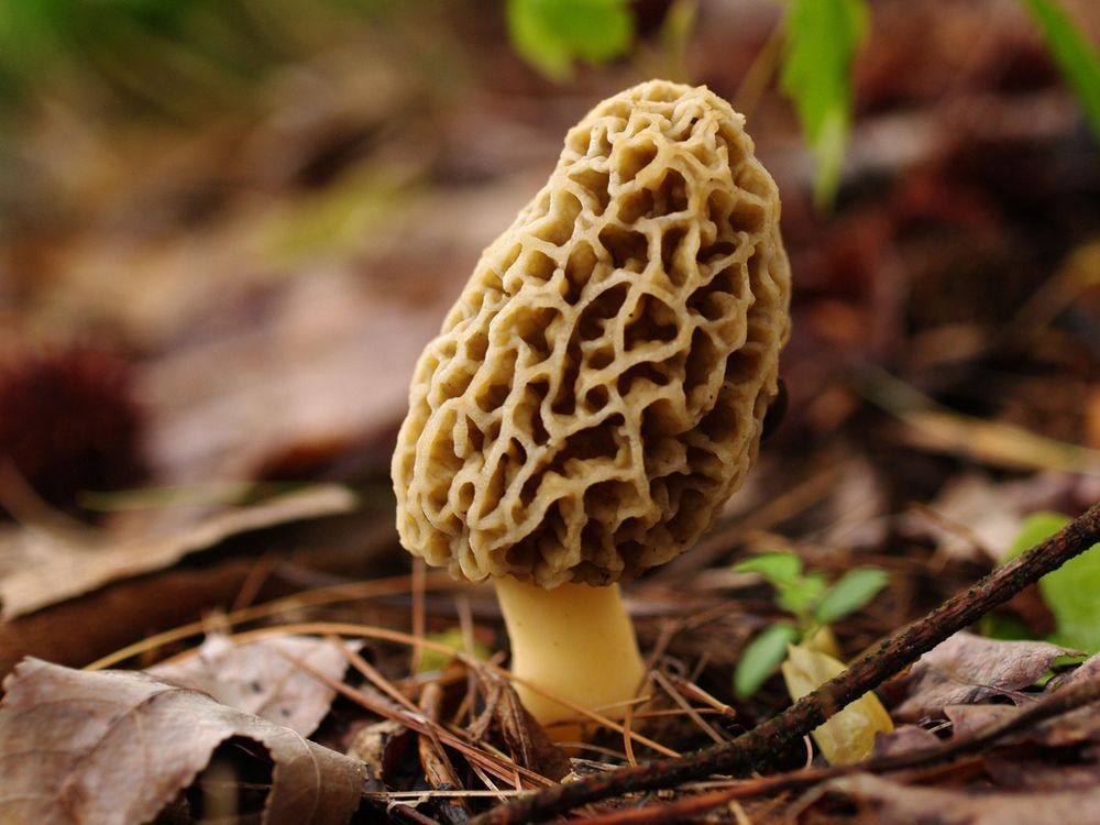 Morel Mushrooms In Wisconsin
 Wisconsin Morel Mushroom Spores
